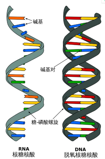 盘点国际学校的“奇葩”寒假作业 软糖拼DNA