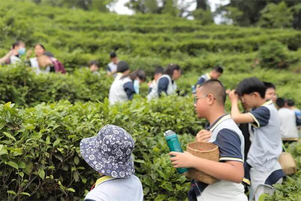 成都协同学校研学活动丨茶文化之旅