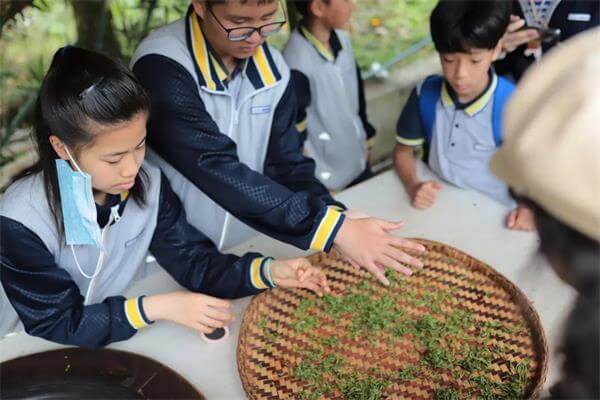 成都协同学校研学活动丨茶文化之旅