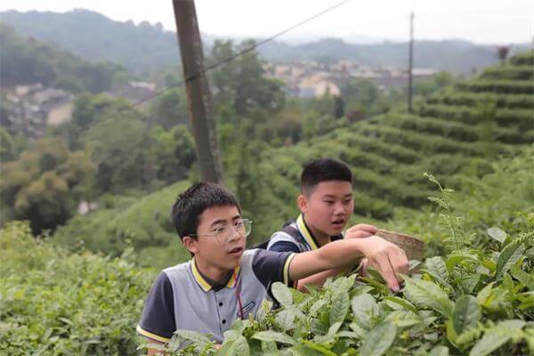 成都协同学校研学活动丨茶文化之旅