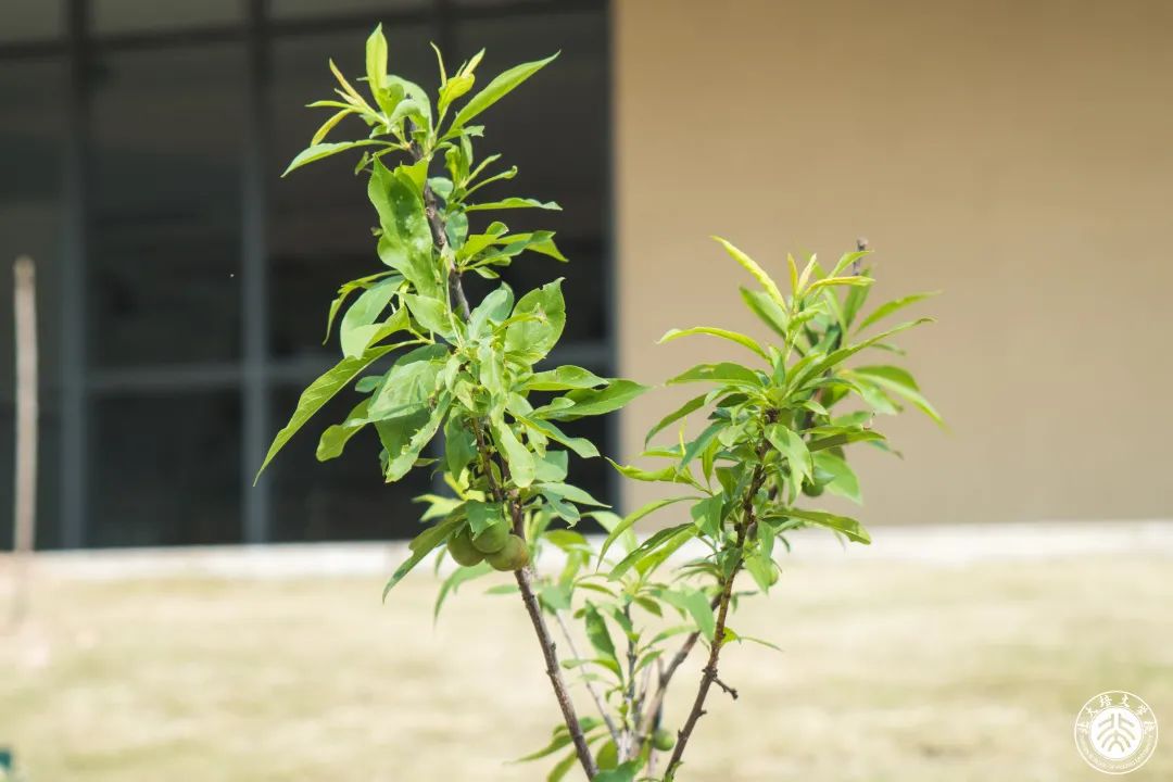 今天，你为地球充“植”了吗？ - 惠州培文