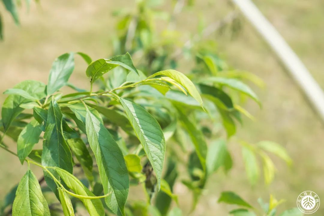 今天，你为地球充“植”了吗？ - 惠州培文