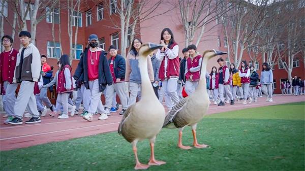 北京王府学校-“校长校长，那边有几只大雁在跟我们晨练……”