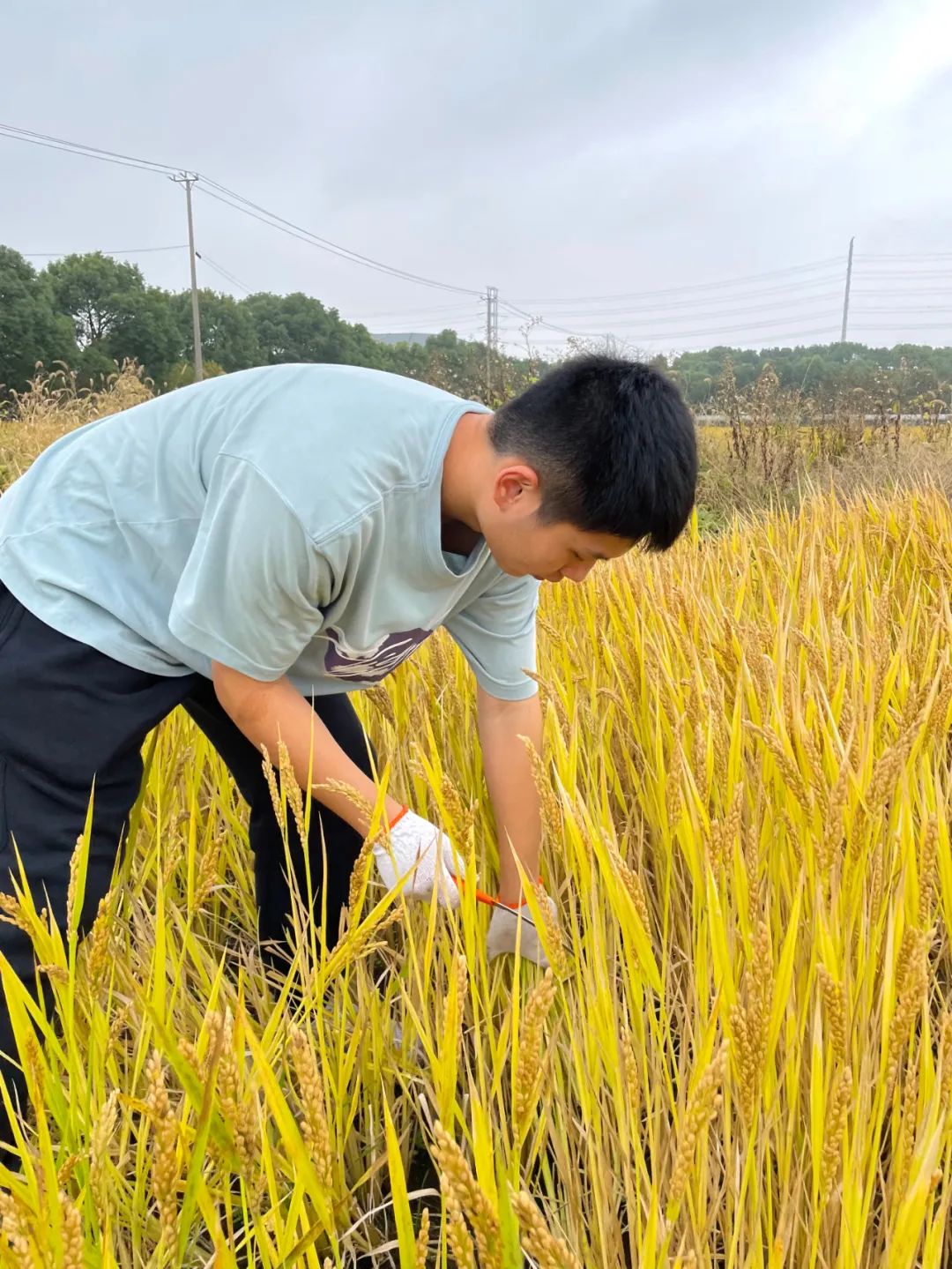 江苏省苏州实验中学AP中心秋游记                